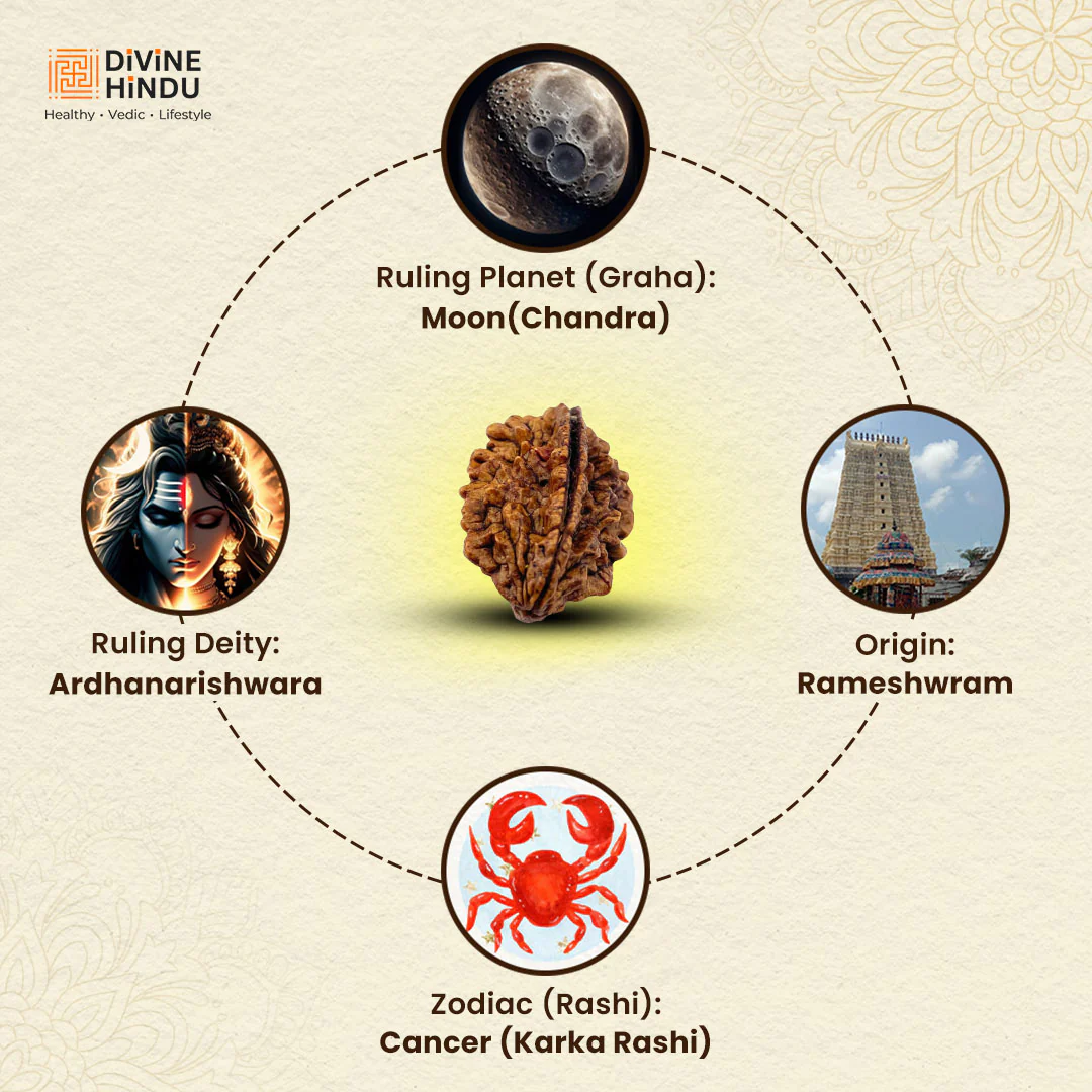2 Mukhi Lab Tested Certified Rudraksha - Image 4