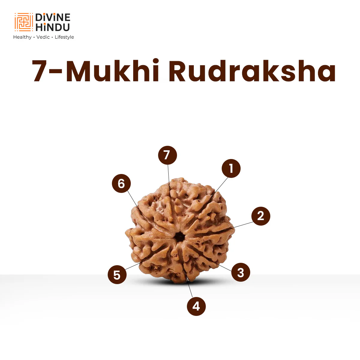 7 Mukhi Premium Rudraksha - Image 6