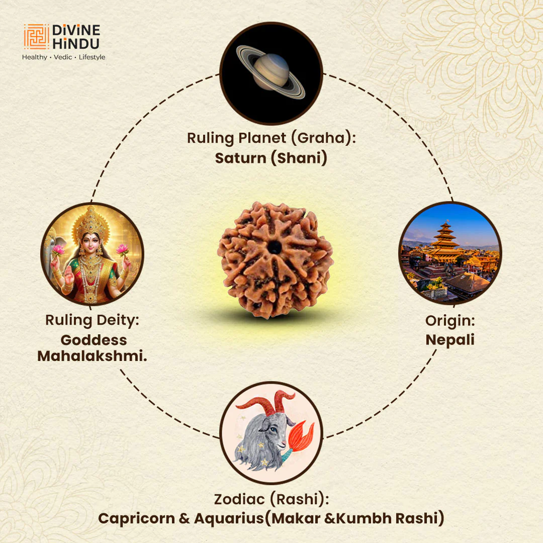 7 Mukhi Lab Tested Certified Nepali Rudraksha - Image 4