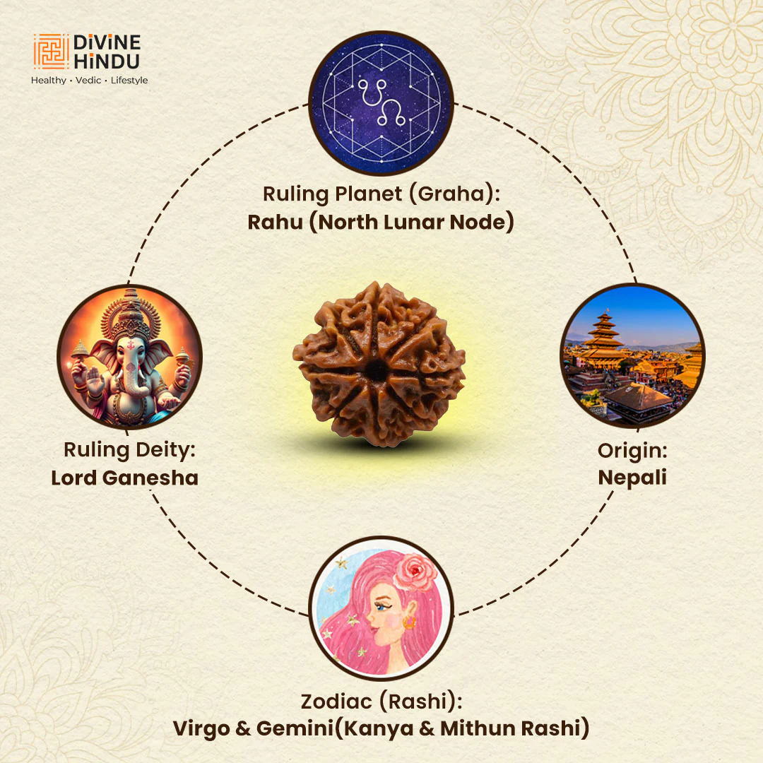 8 Mukhi Lab Tested Certified Rudraksha - Image 4