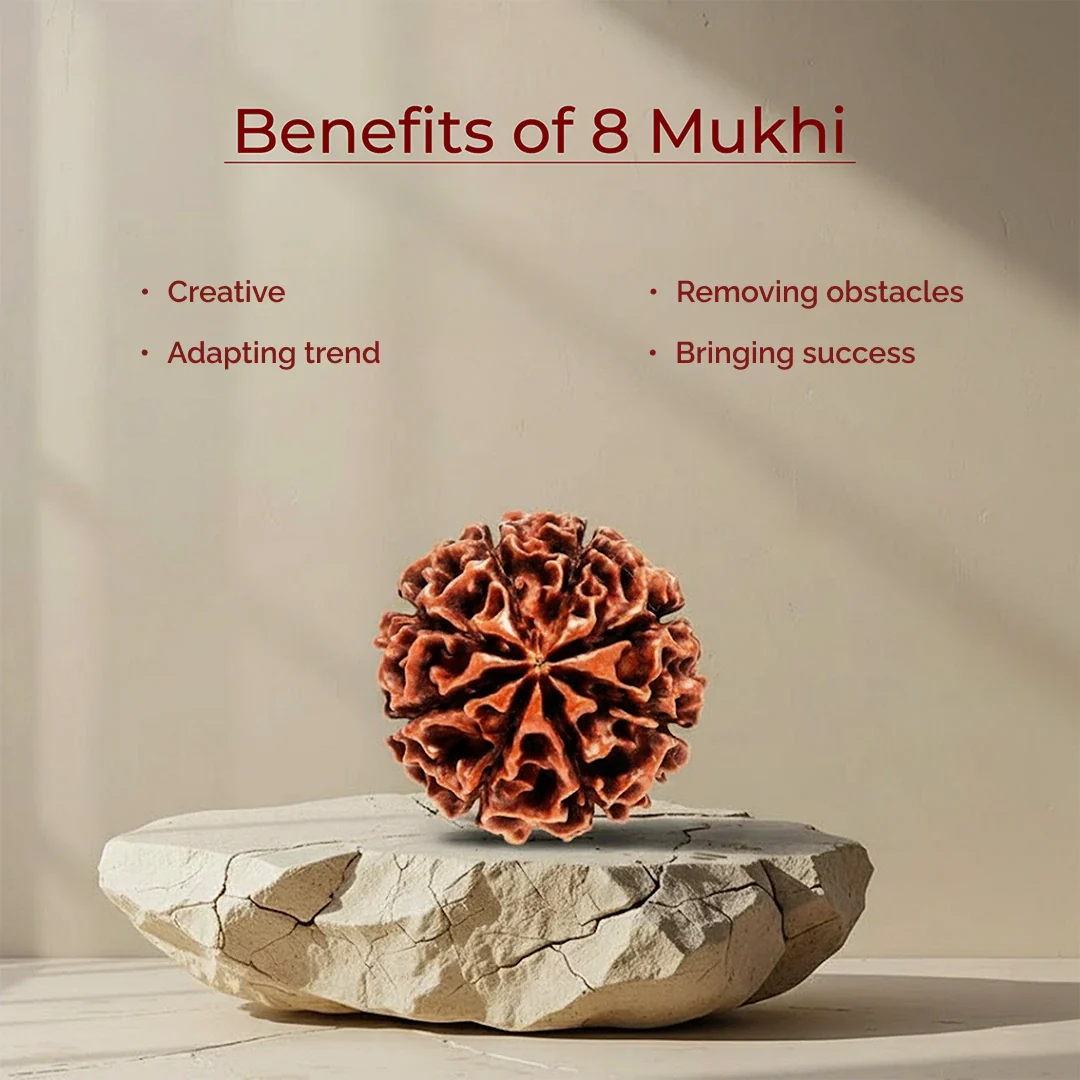 8 Mukhi Lab Tested Certified Rudraksha - Image 6